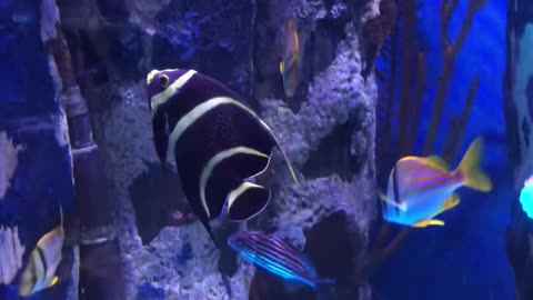 Adventure Aquarium - Camden, NJ - Carol of the Bells