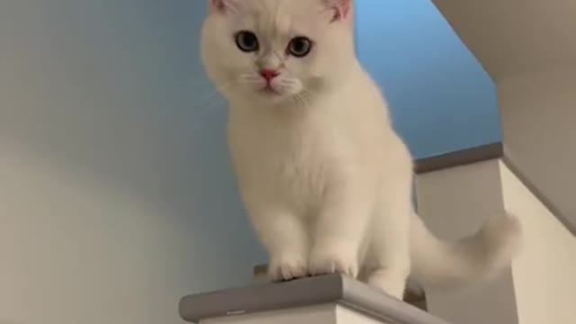 Cat hahahaha