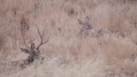 Beautiful Large Bucks Resting In Golden Field During Large Snow Storm