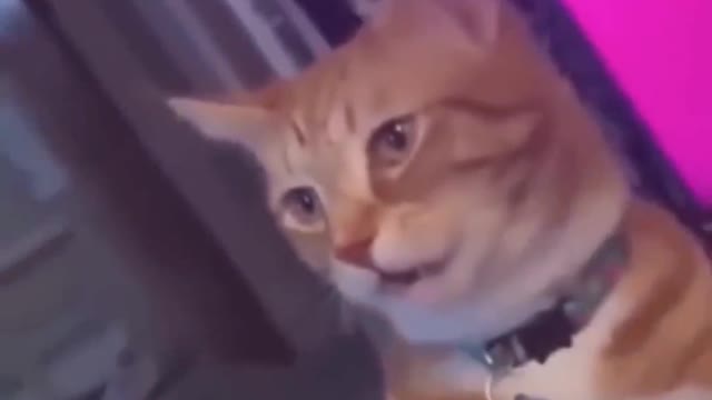 Funny cat highlights