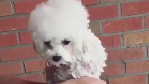 Owner gives puppy a bath after swimming