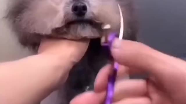 Cut the dog's hair