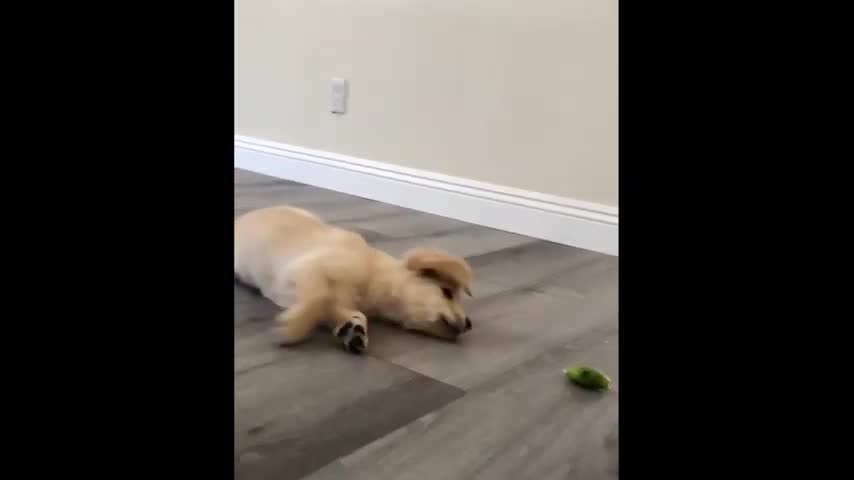 Slice of lime confuses golden retriever