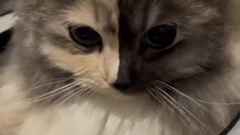 OMG These Cats Are So Cute And Beautiful | Viral Cat