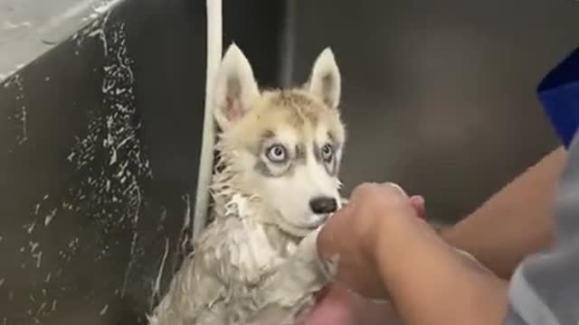 puppy having bath with innocent face LOL