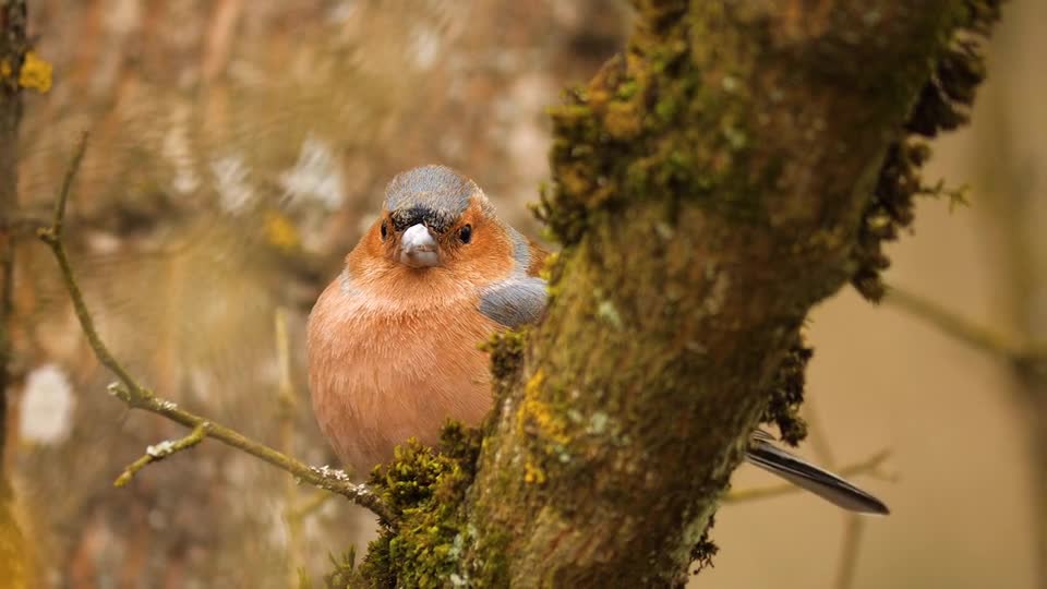 birds-bird-seed-feeding-fat-balls