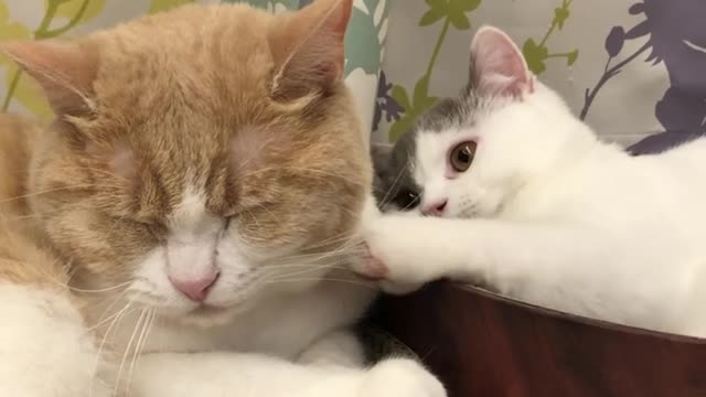 Cute little kitten love to mama Cat