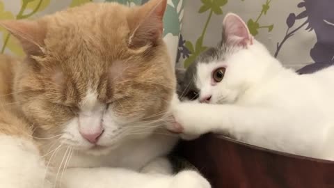 Cute little kitten love to mama Cat