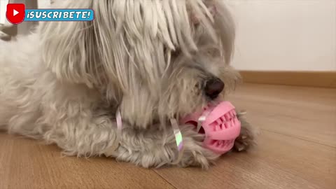 Dog reacts to a Giant Inflatable Balloon for the first time and this happens