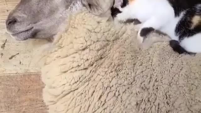 The cute cat on the sheep