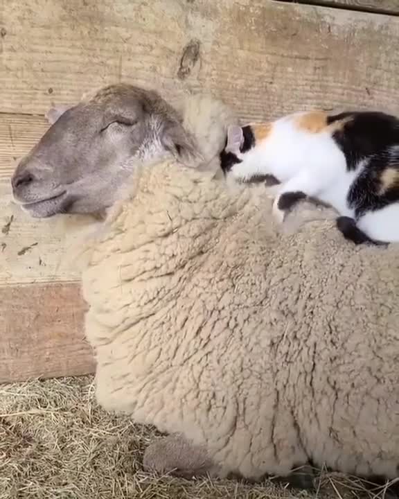 The cute cat on the sheep