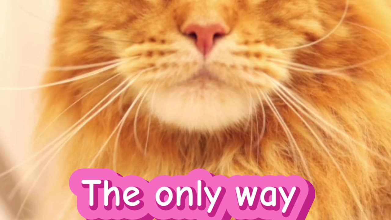 Cat motivation short