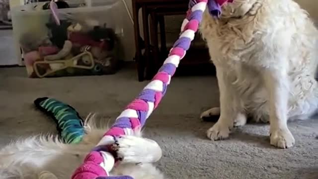 🐰Funniest Animal🐒|🐧Trending 🐯|🐘dog 🐱|🐶cutedog 🐇|🐹cat |cutecat 🦎animal #shorts