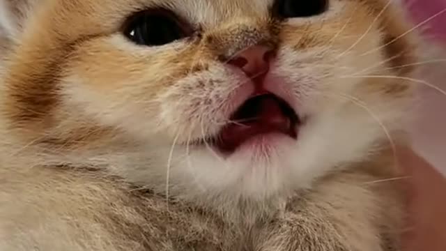 Cute and Funny Cat Videos Compilation - PART 15