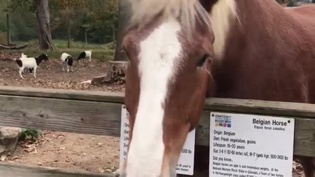 Brown horse with blonde hair sneezing