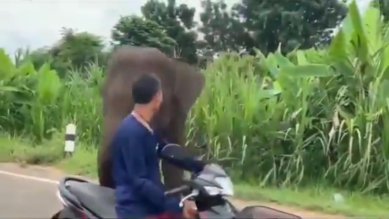 The baby elephant refuses to let the man who raised him leave 😍😍😍