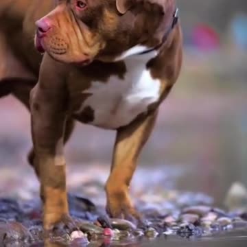 Pitbull King | Dog