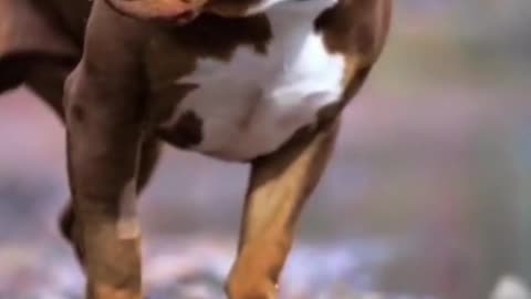 Pitbull King | Dog