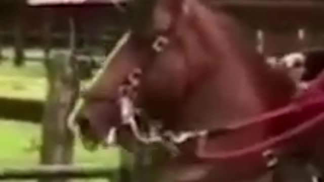 Funny horse