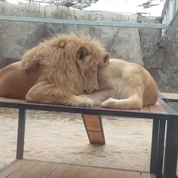 A lovely lion couple