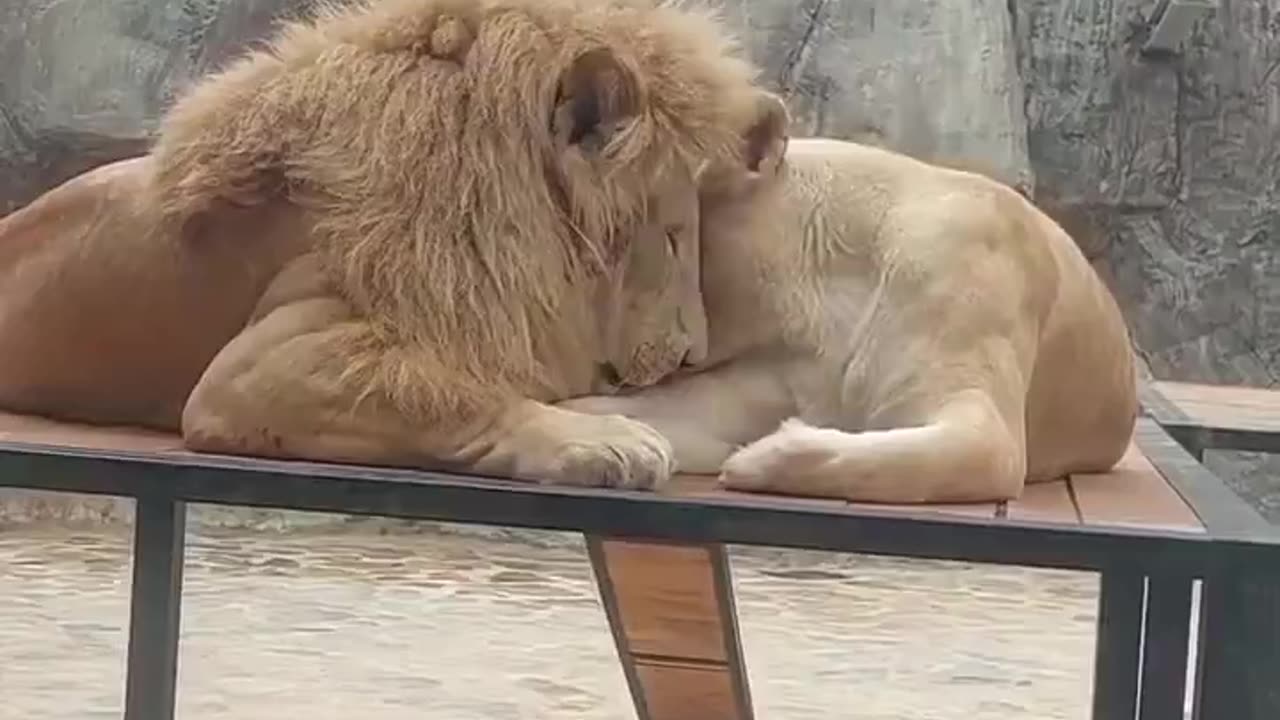 A lovely lion couple