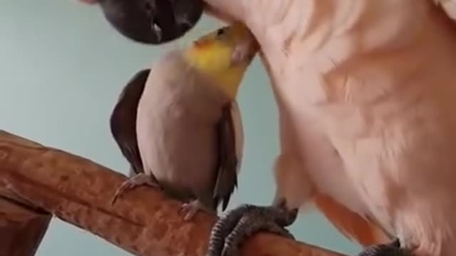 Cockatoo preening Cockatiel