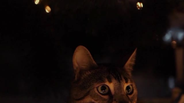 Cat in Night Light Shine