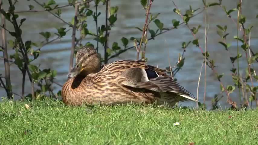 Wild Duck Bird Mallard