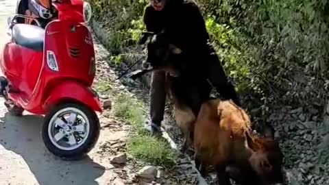 Collection of animal funny moments