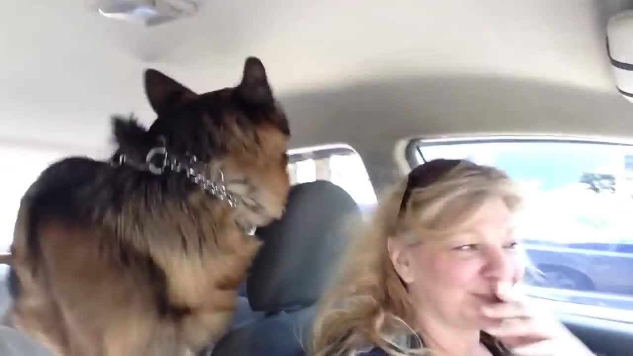 German Shepherd suddenly realizes he is at the vet