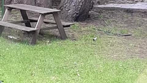 Baby squirrels playing