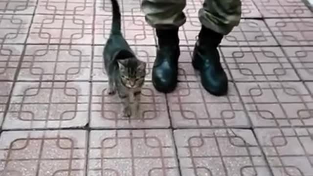 Cute little military kitty cat reporting for duty sir