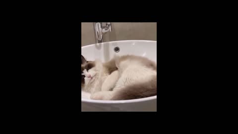 Cat sleeping in the sync of bathroom looking so cute