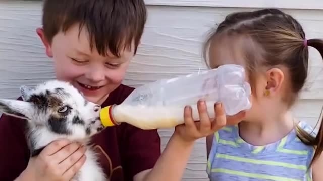 Small Cute Bbaby Couple Feeding A Goat Baby