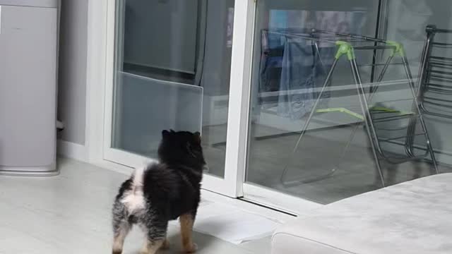 A dog who wants to eat a snack hanging from the window