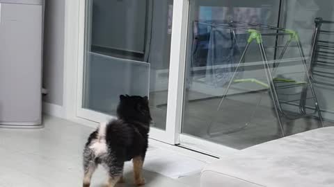 A dog who wants to eat a snack hanging from the window