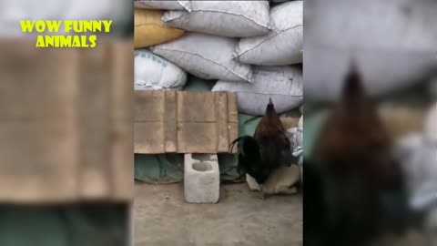 Dog Vs Chicken - Funny Video