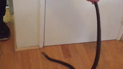 Snake Retrieved from Townhouse Bathroom