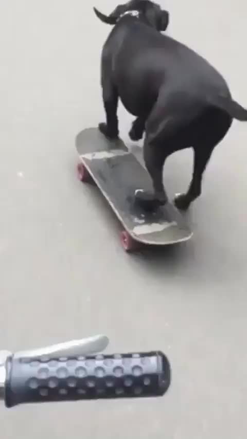 This dog is such a legend | Cute Wild Animals