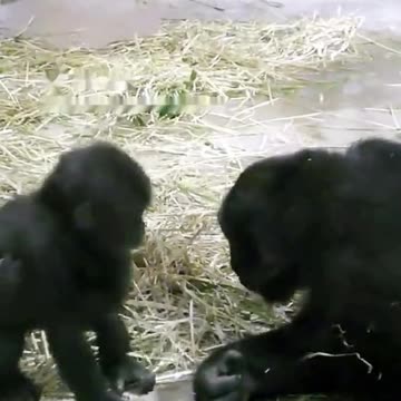 Funny Monkeys make me Happy