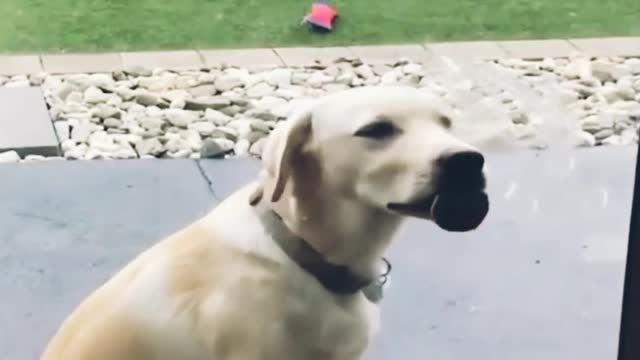 A cute dog is licking a glass