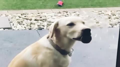 A cute dog is licking a glass