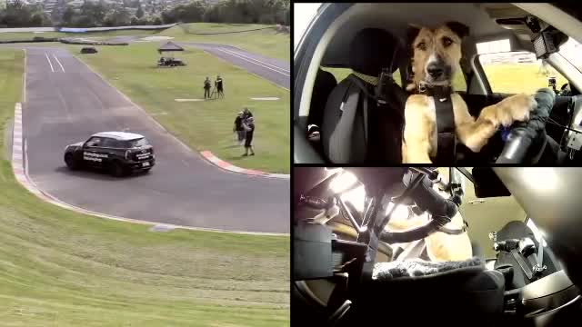 The world first driving Dog