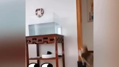 Funny animal videos all time 🤣🤣🤣🤣🤣🤣