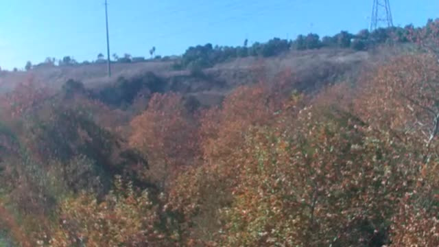 Chickens of the Canyon Song