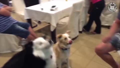 Smart Dogs Video 2021
