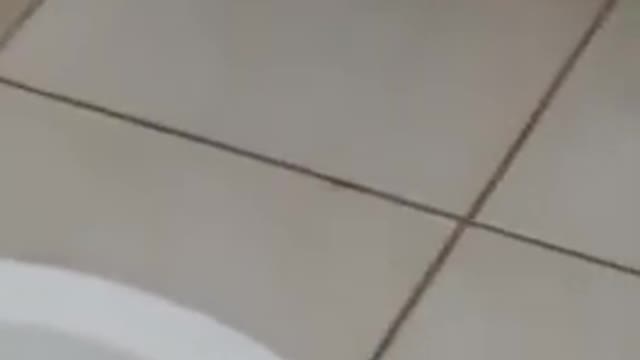 The Cat saved the mouse