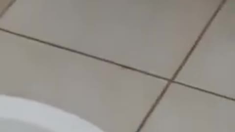 The Cat saved the mouse