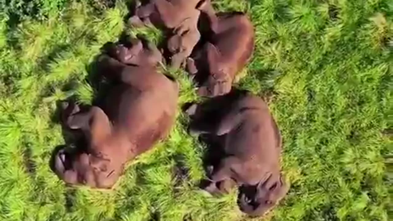 Sleeping Elephant Family Captured By A Drone. Very Rare Visual