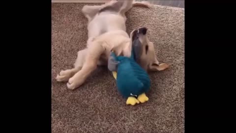 Episode 68 - Unwind with pets